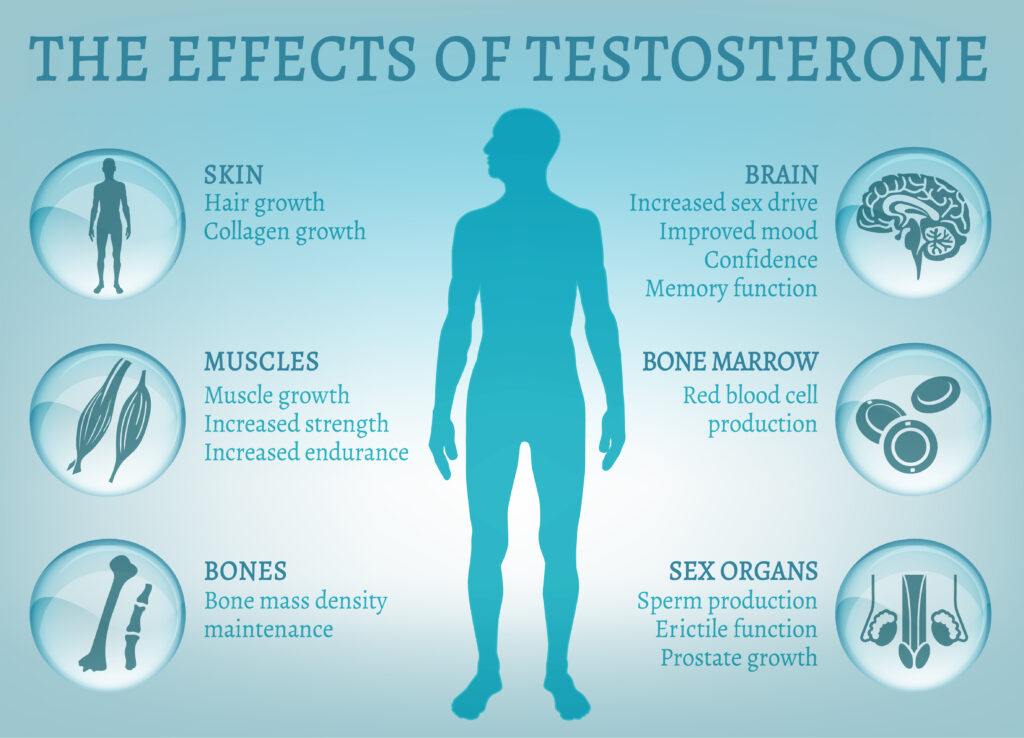 Effect of Testosterone